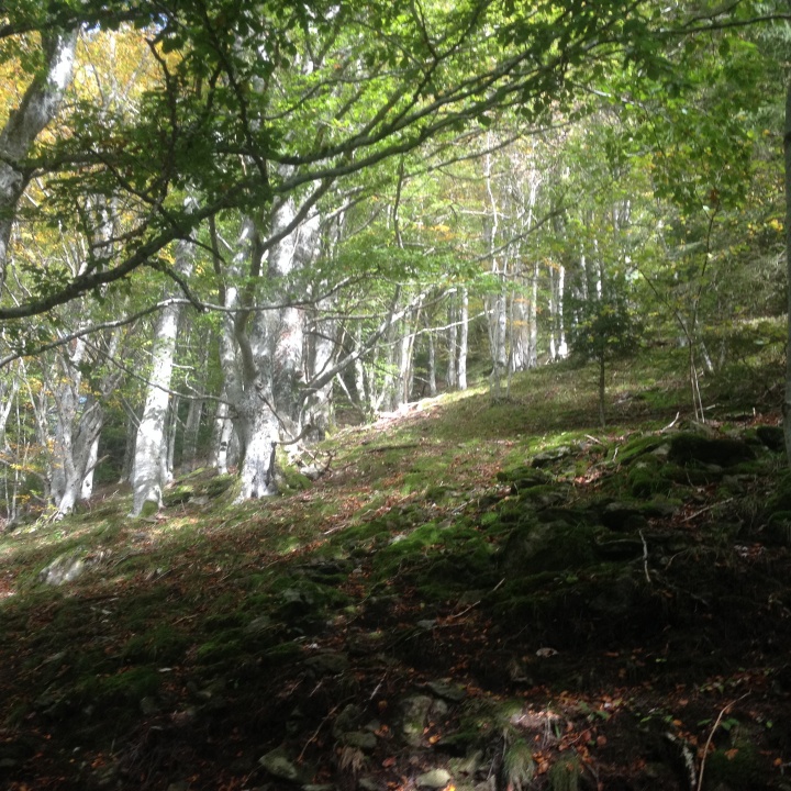 Auvergne foret